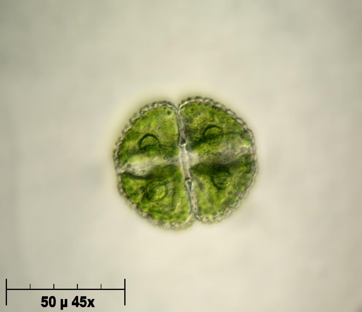 Cosmarium sp.